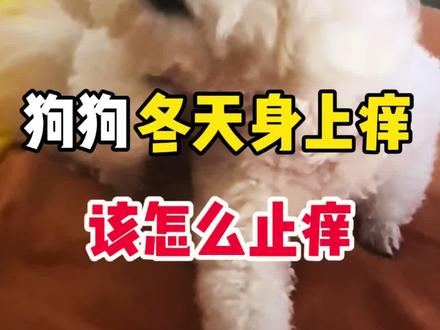 狗狗冬天身上痒总挠该怎么止痒#狗狗痒痒#养宠除螨#狗狗螨虫