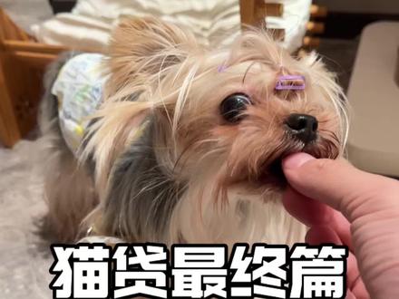 真的是最后一期了 猫贷最后一期的讲解,如何协商与应诉?#猫贷 #猫咪领养 #买猫避坑 #宠物机构 #宠物店