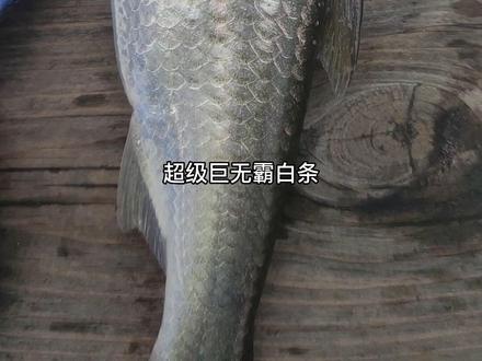 #路亚 #路亚白条 给大家感受一下半斤重的巨型白条是怎样的#白条 #路亚野钓 #路亚钓鱼 #微物路亚 #户外钓鱼