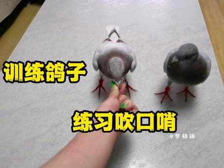 小鸽子满月了,主人连夜学习吹口哨训练它亲和力,没想到是这结果 #鸽子 #信鸽 #训练鸟 #养鸽子
