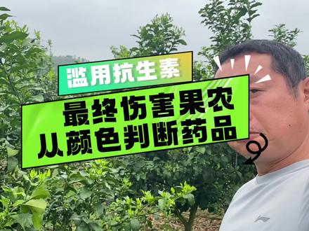 柑橘黄龙病滥用抗生素,等于生产有毒食物绝非危言耸听 #柑橘种植 #柑橘修剪 #沃柑种植 #赣南脐橙种植户 #黄龙病