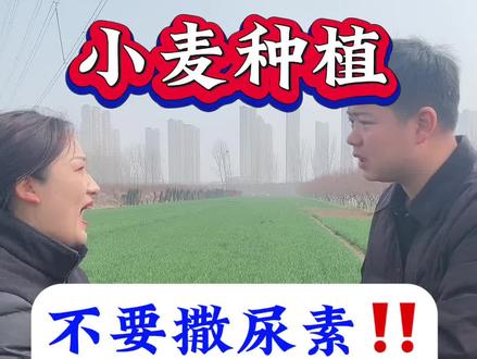 开春谁撒尿素谁后悔 #小麦管理 #小麦种植 #小麦高产 #农业种植 #小麦种植管理技术