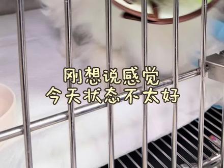 十一“升级打怪”日记:术后第四天。
仍然是舍不得妈妈走的粘人小狗
但最开心的是:他开始勇敢尝试走路啦!
#博美宝宝 #狗狗康复日记 #治愈系 #妈宝狗 #加油小狗