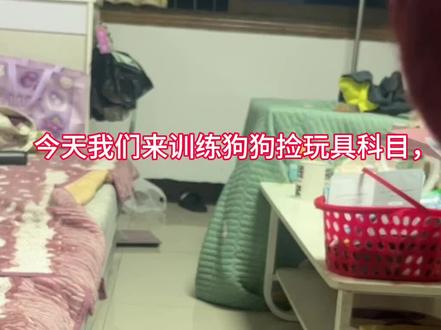 狗是狗,边牧是边牧,打小就800个心眼子#边牧 #狗是狗边牧是边牧 #狗的心眼子