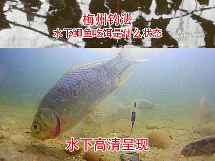 梅州钓法冬季真的好用吗?水下鲫鱼吃饵是什么状态 #户外钓鱼 #钓鱼技巧 #钓鱼 #梅州钓法 #调漂 #调漂技巧