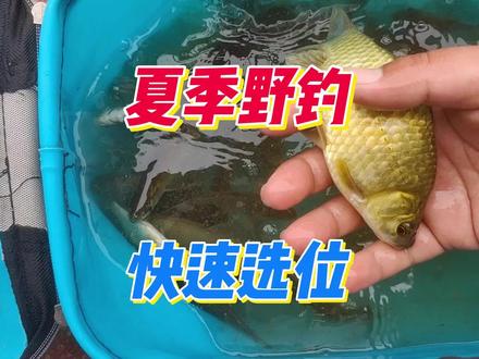 夏季白天野钓快速选位,请钓友参考这几点,起码空军概率会小很多#钓鱼#钓鱼人#钓鱼技巧#dou是钓鱼人