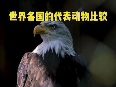 世界各国的代表动物比较,各国的国宝都是什么? #国宝 #大熊猫 #代表动物 #动物科普 #百科 #动物百科