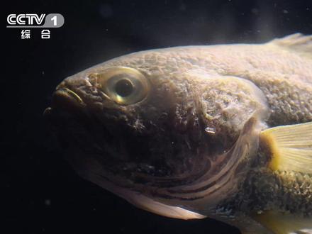 #大黄鱼怎么哼唧哼唧的 【#原来大黄鱼会变色 】作为“中国四大海产”之一,大黄鱼肉质鲜美。它在黑暗环境中会呈现夺目的金色,但一旦暴露于强光之下,金色就会褪去。大黄鱼还会通过挤压鱼鳔发出声响,哼唧哼唧的。怎么挑大黄鱼?一摸:摸大黄鱼身上的黏液,黏液越多代表越健康;二看:看鱼眼,清亮、凸起,说明这条鱼比较新鲜。#寻味山海