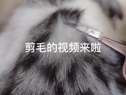 因为猫咪黑毛下边是白色的,就想剪掉表层会不会变白猫,失败了#喵星人