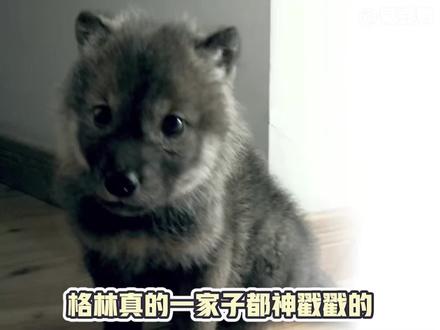 格林一家子都神戳戳的~#格林 #李微漪 #重返狼群