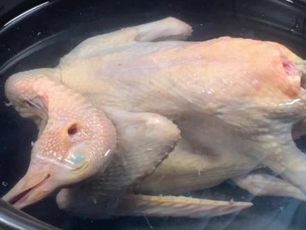 炖乳鸽怎么炖才好吃,教你正确做法,鸽肉软烂入味,营养丰富!