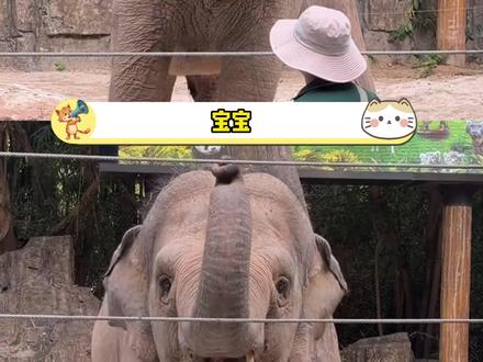 玛利亚你是一个陶喆#亚洲象玛利亚 #长隆野生动物园 #大象 #萌物 #可爱