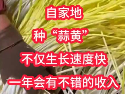 自己地种蒜黄,生长速度快!一年收入可观#新农人计划2023 #新农人计划2023 #抖音助农 #农业种植致富项目 #蒜黄