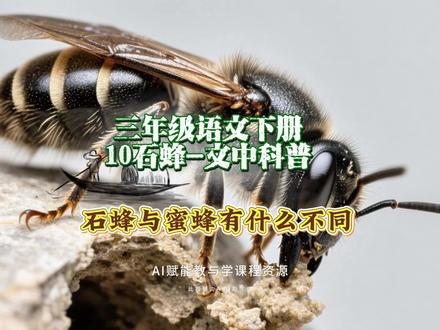 3.23三年级语文下册《10石蜂》文中科普:石蜂与蜜蜂有什么不同?#三年级语文 #三年级语文下册 #石蜂 #创作者扶持计划 #优秀创作者扶持计划
