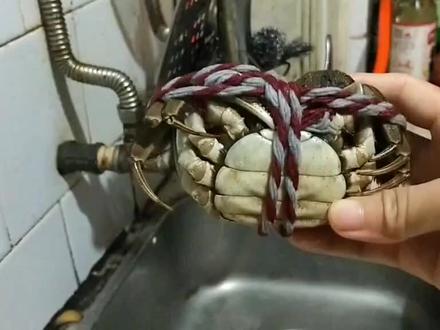 很多人不知道捆起来的大闸蟹怎么清洗,今天教大家怎么洗的干净,大闸蟹的绳子也不会散掉。有严重洁癖的请绕道哈!