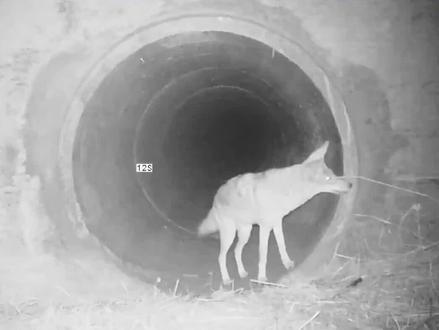 野外摄像头拍摄到跨物种合作,郊狼领着小短腿獾,一起穿过隧道去捕猎