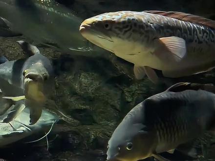 刀疤鲤的开局堪称地狱级!比草根出身的刘邦还要难数倍!#养鱼人 #刀疤鲤 #刀哥 #刘邦#玩法合伙人计划