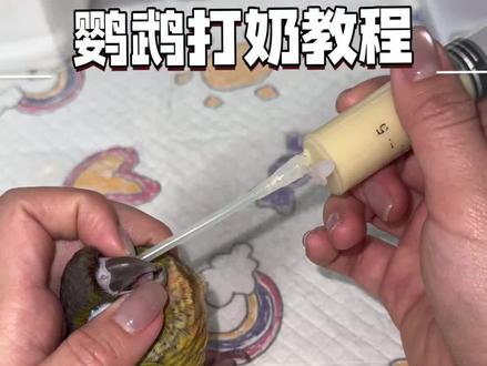 新手妈妈养鹦鹉不会喂奶不用担心,快来跟我学一学吧#萌宠 #小太阳鹦鹉 #宠物vlog #萌宠日常记录