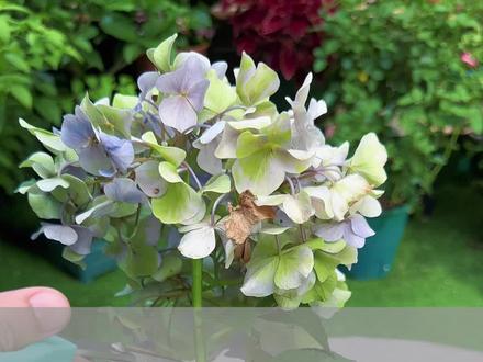 绣球花扦插新方法 #绣球花 #花卉绿植 #养花小知识