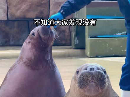 你们两兄弟被对方夺舍了吗 #神奇动物在抖音 #万物可爱计划 #长隆海洋王国 #海象 #动物的迷惑行为