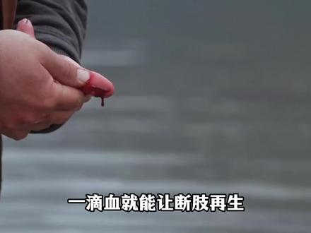 一滴血就能让断肢重续你信吗#科技 #断肢再生