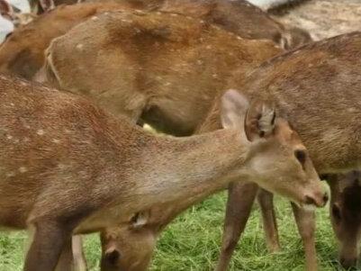 麂子生活习俗是什么?麂子是一种食草性动物,白天活动,性机警,善于单独生活。它们在阔叶林里以种子、嫩草、青草、树枝等为食,但在秋季会到林边矮小的植株处觅食。麂子的活跃期在晚上无月光、无风、温度在摄氏十度以上的天气,可以摄食到第二天的天亮。