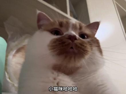 系小猫咪🐈 #萌宠出道计划 #vlog十亿流量扶持计划 #瓦瓦 #万物可爱计划 #橘猫 原声@瓦瓦