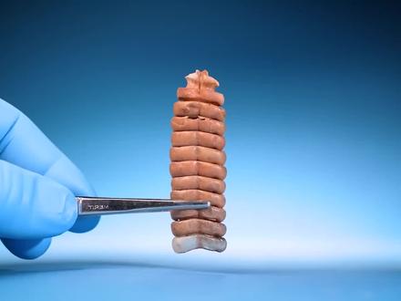 为什么响尾蛇尾巴会响?#原理视界