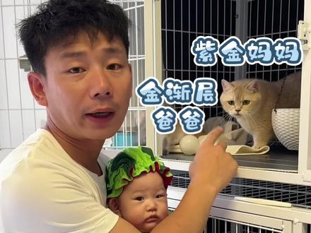 紫金和金渐层会生什么样的宝宝 #紫金#蓝金#金渐层