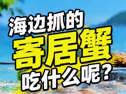 赶海抓的寄居蟹吃什么呢?#海螺爱好者 #寄居蟹的生活 #寄居蟹 #赶海