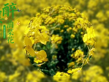 剪映制作水晶球溶图,抖音很火的油菜花视频配上水晶球溶图太美了 #教程 #剪辑教程