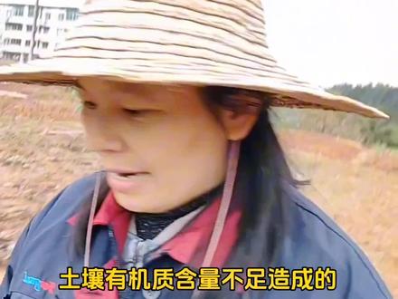 红薯开裂怎么回事#新农人计划2023 #抖音助农 #来抖音学农枝 #关注我每天为你分享更多农业知识 #支持三农扶持三农发展