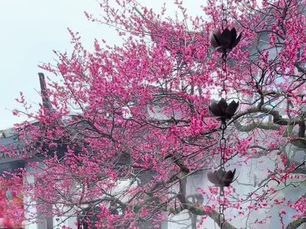 当主播来到曲院风荷的湛碧楼#杭州西湖#江南烟雨#梅花