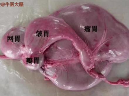 #一线兽医工作者 #三农 #兽医 牛的四个胃示意图