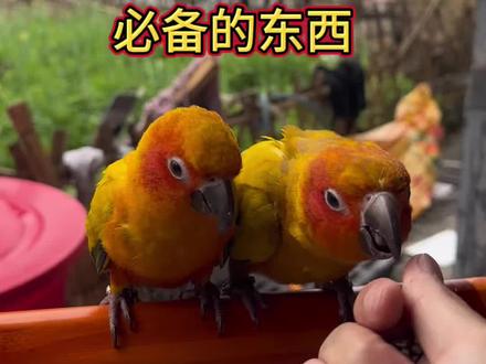 鹦鹉训练放飞跟技能必备的零食#鹦鹉训练 #金太阳 #鹦鹉#手养鹦鹉 #萌宠