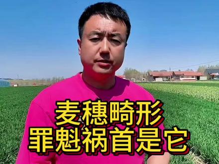 小麦麦穗畸形,原因不是农药,而是它!#小麦高产种植技术#小麦管理#三农#心系三农服务三农 #种植小麦的注意了