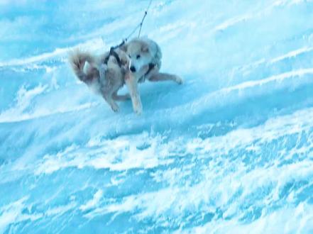 22年丹麦新片《极地求生》800天荒野生存 #推荐电影 #我的观影报告 #宅家dou剧场 #冒险 #狗狗