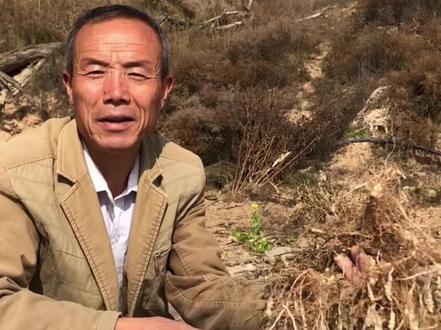 有种食材,不知承载了多少7080 后一见如故的乡愁,常用来制作#泡菜,却想不通它怎么会成为名扬四海的#八宝菜 之一呢!#优质农产品 #三农 #乡村味道