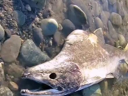 这8种不同的鱼,你知道哪些是可以吃的吗? #鱼 #神奇的动物在抖音 #科普 #鱼类科普