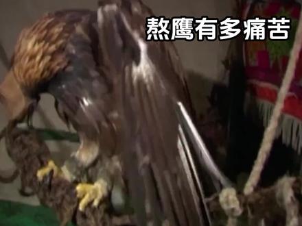熬鹰是怎么熬出来的?熬出来的鹰有啥用? #知识 #趣事 #熬鹰