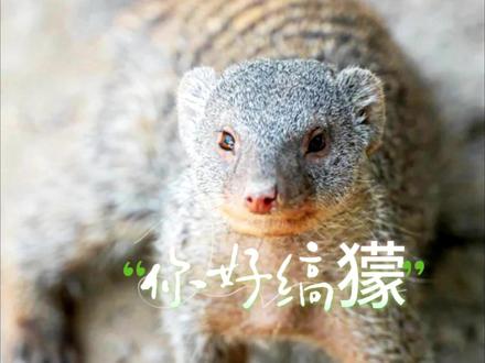 谁是疣猪的专属皮肤护理大师? #缟獴 ,又称非洲獴,长得可爱却很凶,不怕蛇毒能斗蛇,与疣猪互利共生,帮助疣猪摆脱身上的寄生虫,从而获得生存所需的食物!#达拉崩吧 #狂野看非洲 #动物移动学堂 #疣猪