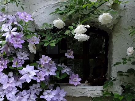 推荐10种铁线莲的搭配方法#铁线莲