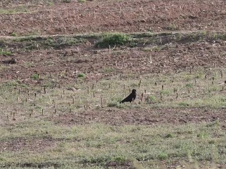 (14)红嘴山鸦可以学习人说话!