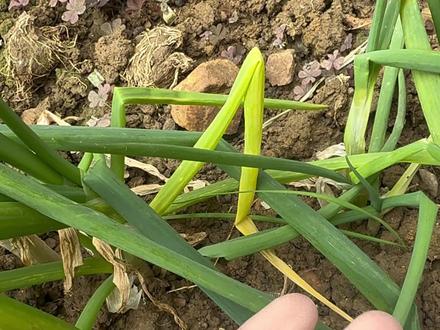 一颗石头的蜕变!#水晶吊坠#水晶加工#天然水晶