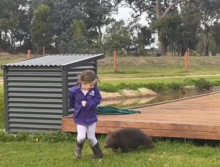 (袋熊在澳洲Tasmania岛) #袋熊