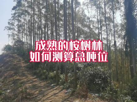 成熟的桉树林,如何测算它的总吨位。#桉树 #伐木 #砍树 #木材 #伐木工