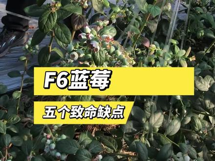 F6蓝莓的五个致命缺点,快进来看看你家的也有吗?#蓝莓种植 #F6蓝莓 #三农流量扶持计划 #农业种植