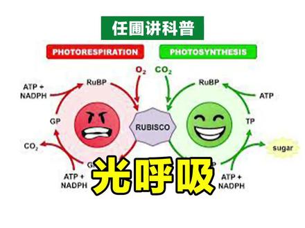 【任圃讲科普】“光呼吸不做事!”什么是光呼吸?光呼吸只有害处吗? #科普 #涨知识 #情人节