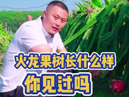 火龙果都吃过,但火龙果树长什么样你见过吗?今天来到了西双版纳火龙果基地!#火龙果 #新农人计划 #西双版纳