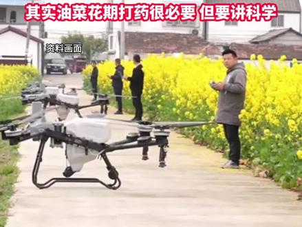 油菜花期能不能打药?网友吵翻了!无人机给油菜花打药致蜜蜂大量死亡?中国三农发文:该信息不实。其实油菜花期打药很必要,但要讲科学。(中央农广之声)